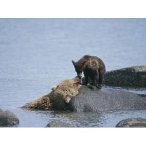  A Brown Bear Sow with Her Cubs on a Rocky Shore Premium 
