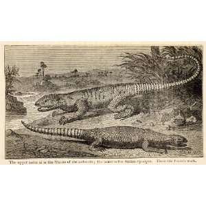   Lizard Reptile Oasis   Original In Text Wood Engraving