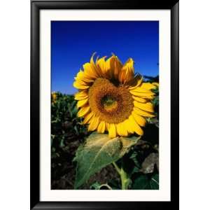 Sunflower Detail, Geelong, Victoria, Australia Framed Photographic 