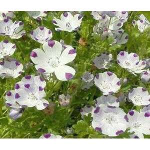   Cute Groundcover 50 Seeds+ Free Seeds From Me Patio, Lawn & Garden