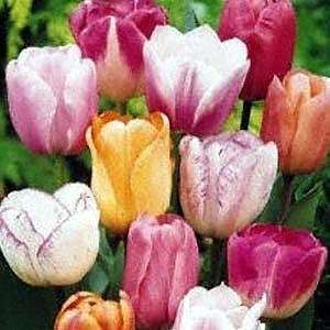  5 bulb tulip pastel mix for fall planting from holland 