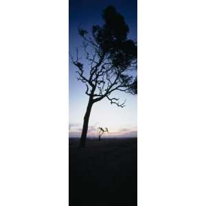Silhouette of Trees at Dusk, Western Australia, Australia Photographic 