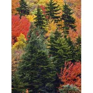  Fall Colors in the Southern Appalachian Mountains, North 