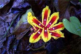 FLOR EXÓTICA TROPICAL DE LA ANTORCHA DE RIZOMA VIVO ROSADO DE 