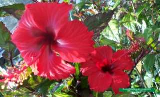 Hibiscus Plant Tropical Rose Queen Red Green Variegated  