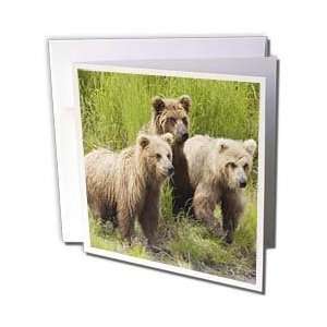    Brown (Grizzly) Bear two year old cubs.(Ursus arctos horribilis 