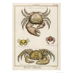  Gecarcinus Anisochele and Other Crabs Giclee Poster Print 