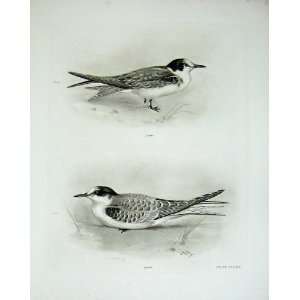    1910 Black Tern Immature Artic Tern Birds Plate