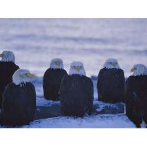 Group of Bald Eagles Rest on a Breakwater in Homer National 
