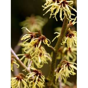  Hamamelis X Intermedia Limelight (Witch Hazel) Premium 