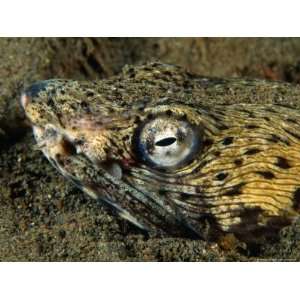 Detail of a Spotted Snake Eel (Ophichtus Ophis) Hiding in Sea Bed 