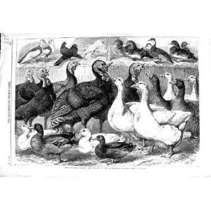  1869 PRIZE TURKEYS DUCKS PIGEONS BIRDS BIRMINGHAM SHOW 