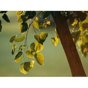  Close View of a Tree Branch and Leaves National Geographic 