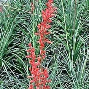  YUCCA RED / 1 gallon Potted Patio, Lawn & Garden