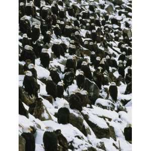  American Bald Eagles Gather on a Snow Covered Breakwater 