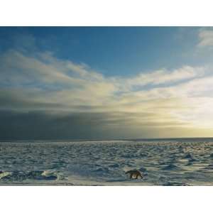  Landscape View of Tundra and a Polar Bear National 