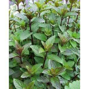  Chocolate Mint Plants Patio, Lawn & Garden