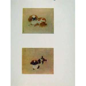  Pekingese Dog Tsou Yi Kewl Chinese Pug Color Print 1950 