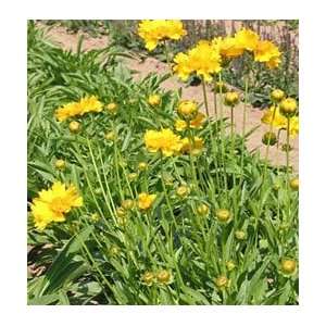  Coreopsis   Sunray Patio, Lawn & Garden