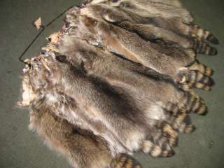   Lg Raccoon Hide Fur Coats Trapping Furs Small Fur Raccoon  