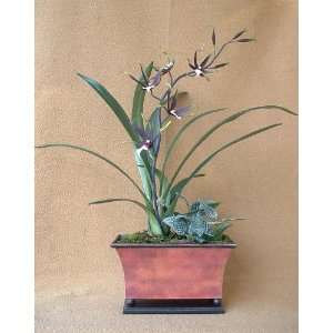  Chocolate spider orchid / Red wooden planter