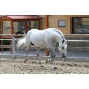 Lipizzaner Beim Toben   Peel and Stick Wall Decal by 