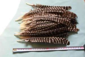 100 R/L BARRED TURKEY PRIMARY FEATHERS/ARROW MAKING  