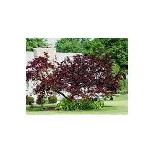  10 Purpleleaf Sand Cherry 18  2 1 to 2 branches bareroot 
