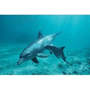  DOLPHIN WITH PUP SWIMMING OCEAN 24 X36 POSTER PP30901 
