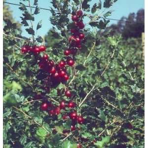  Tixia Red Semi Thornless Gooseberry   Great Home Garden 