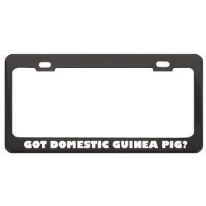 Got Domestic Guinea Pig? Animals Pets Black Metal License Plate Frame 