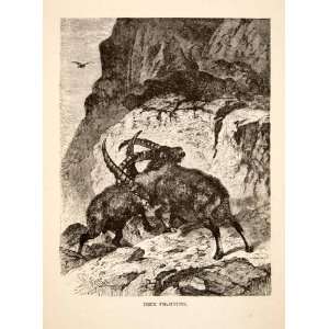  1881 Wood Engraving Goat Ibex Wildlife Fight European Alps 