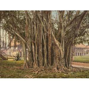 Vintage Travel Poster   Rubber tree in the U.S. barracks Key West 24 X 