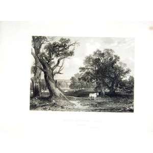  1838 Scotland Scene Cadyow Park Lanarkshire Trees