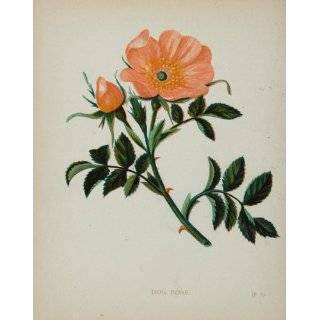 1898 Botanical Print Dog Rose Rosa Canina Pink Flower   Original Print