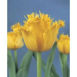  Tulip Hamilton buttercup yellow 10_bulbs Patio, Lawn 