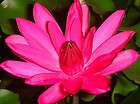 Hardy * Pink Water Lily Seeds * Huge Blooms