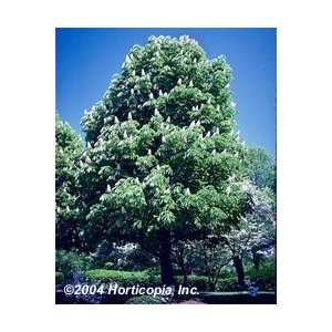  Horsechestnut Buckeye Tree Patio, Lawn & Garden