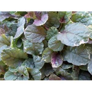   reptans  Burgundy Glow  Bugleweed Plant, 4 Patio, Lawn & Garden