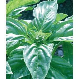  Herb, Basil Sweet Nufar Hybrid Organic 1 Pkt. (100 seeds 