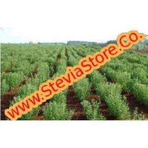  Stevia Morita Seeds  10 grams (40,000 seeds)  Stevia 