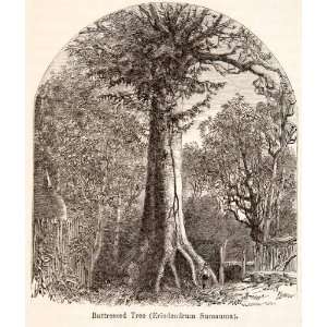  1868 Wood Engraving Buttressed Tree Erindendrum Sumauma 