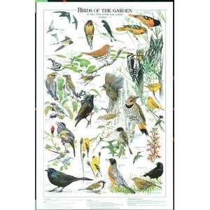 Birds of the Garden Summer Vol. I   Beautifully Illustrated Posters 