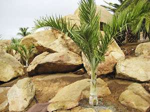 Rare LIVE Pseudophoenix sargentii Buccaneer Palm Tree  