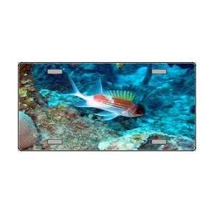 Squirrel Fish Underwater Full Color Photography License Plate Plates 