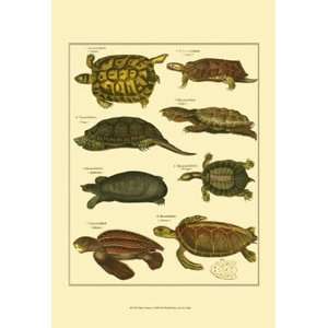  Oken Tortoise   Poster by Oken (13x19)