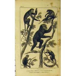  1820 Oranotan Baboon Striated Monkey Slow Lemur