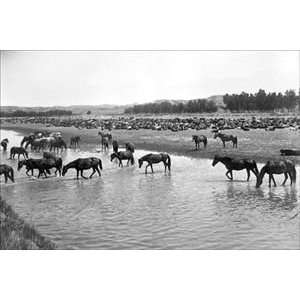 Horses crossing the river at Round up Camp   12x18 Gallery Wrapped 