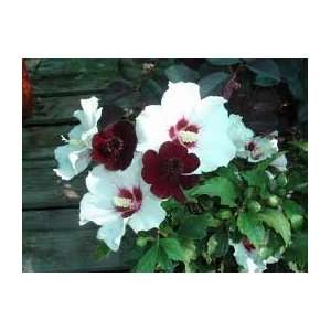  Red Heart Rose of Sharon Seeds 