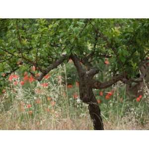  Poppy Field and Tree, Cisternino, Puglia, Italy Stretched 